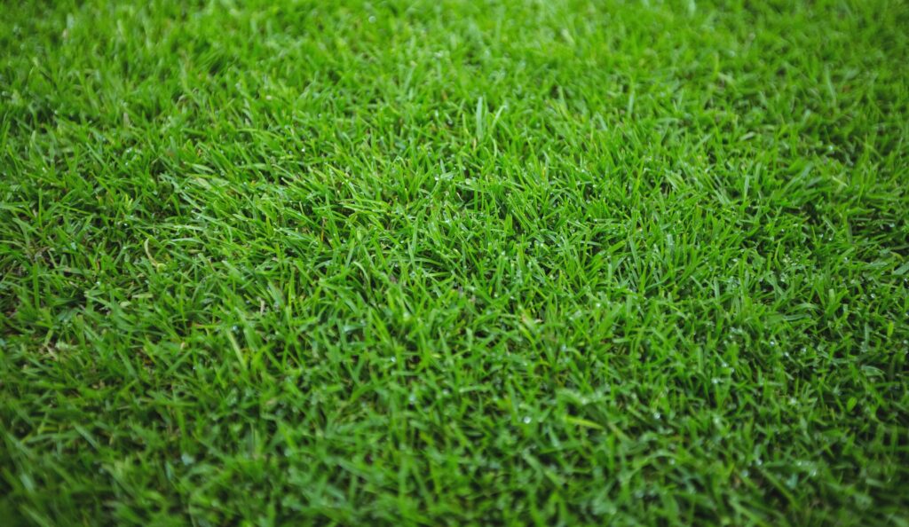 Synthetic Grass Solutions in Atlanta