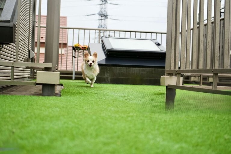 Atlanta Pet Turf Installation