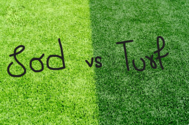 Sod vs Turf