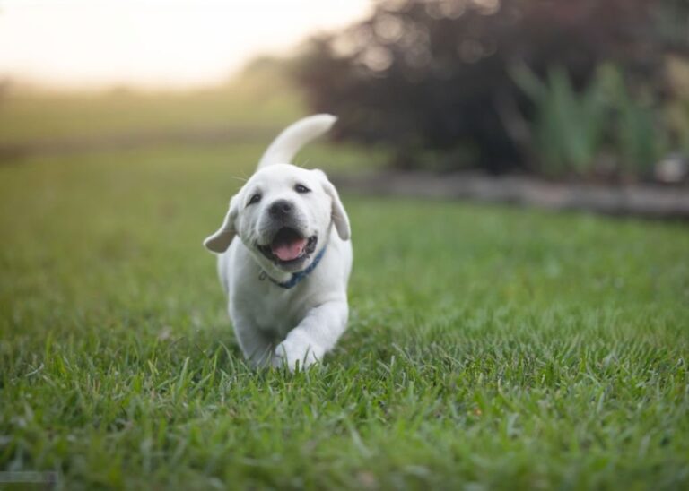 Atlanta Pet Turf Installation