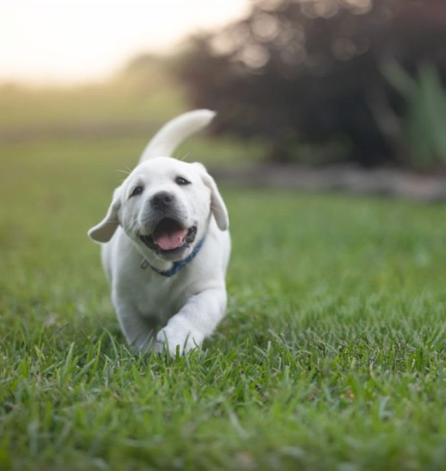 Atlanta Pet Turf Installation